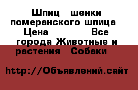 Шпиц - шенки померанского шпица › Цена ­ 20 000 - Все города Животные и растения » Собаки   